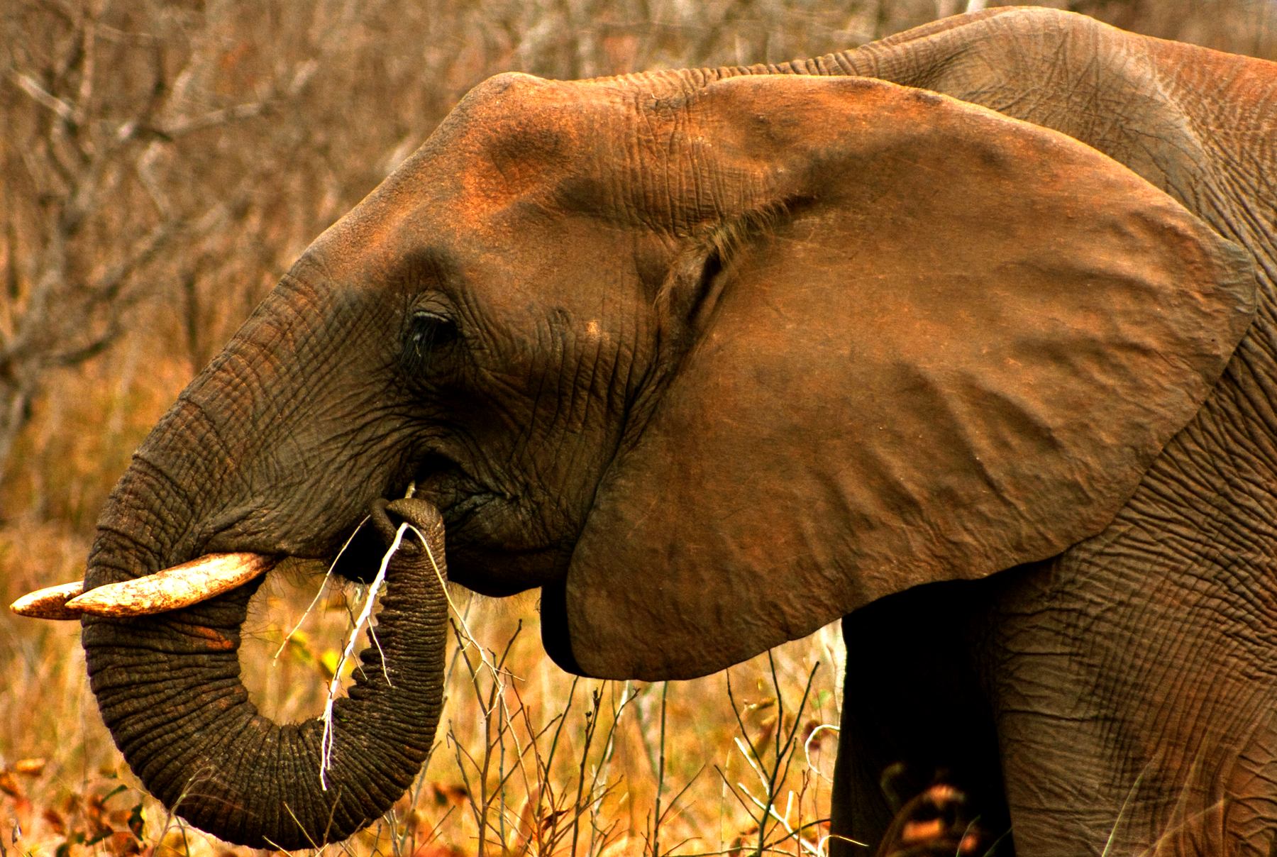 project Builder Images